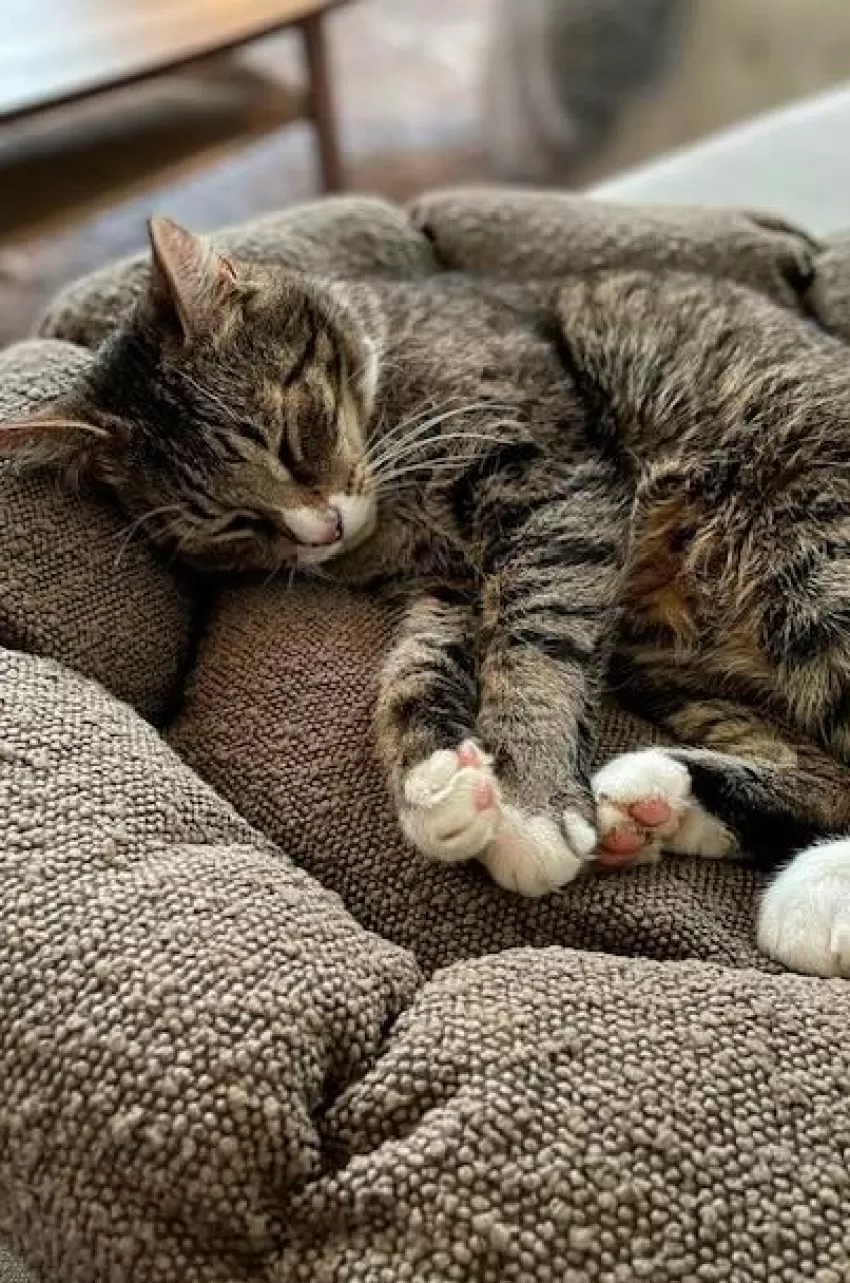 Hundbädd/Kattbädd*Jotex OBI Hundbädd/kattbädd Brun